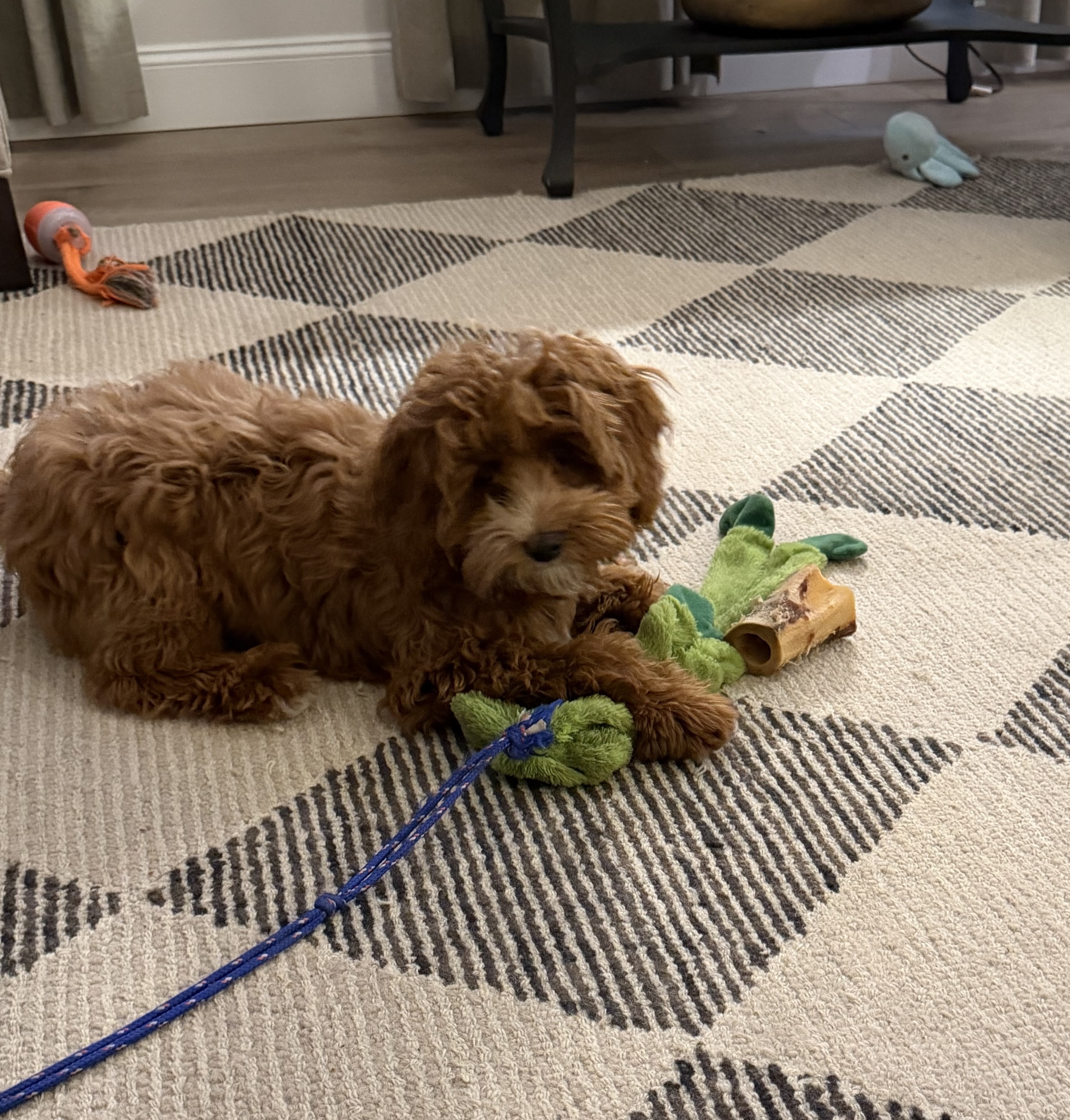 First Class Canine First Class Dog Training | Hector Hernandez